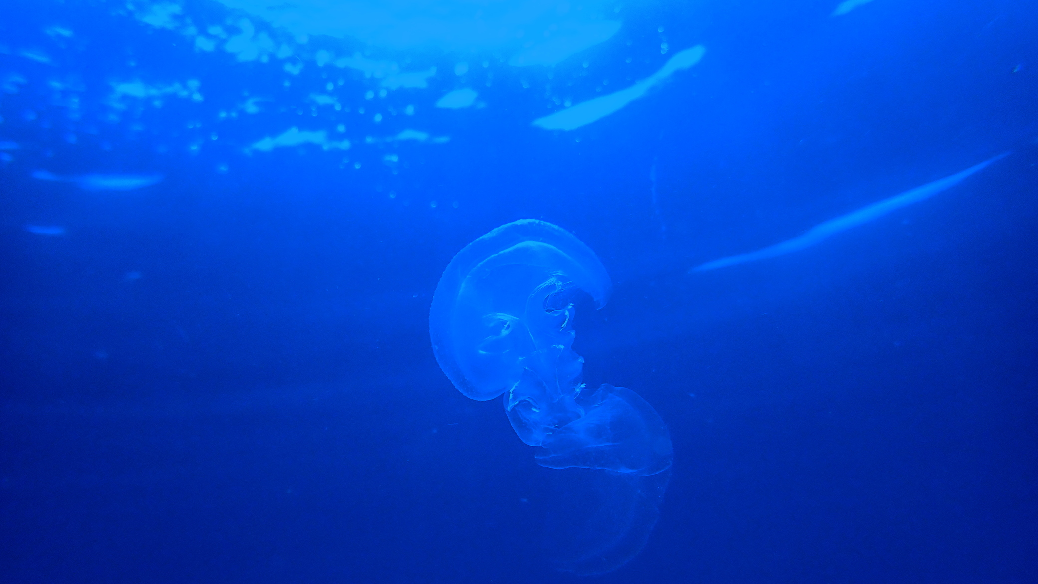 Медуза в Черном море