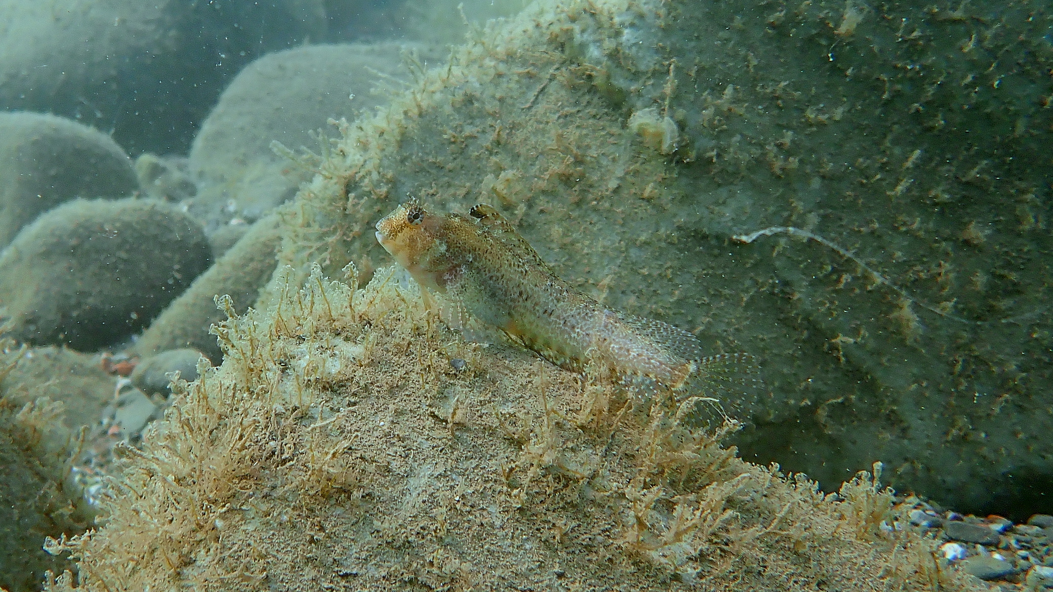 Gobiidae, Black Sea