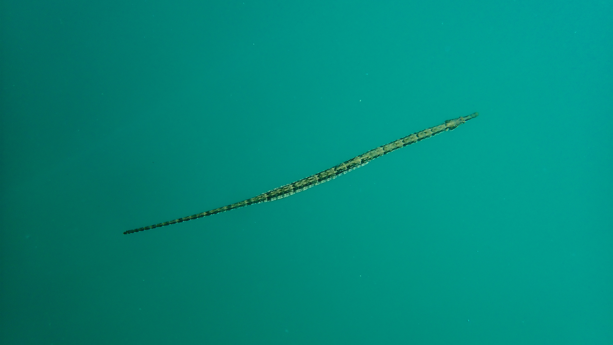 Syngnathus acus, Black Sea