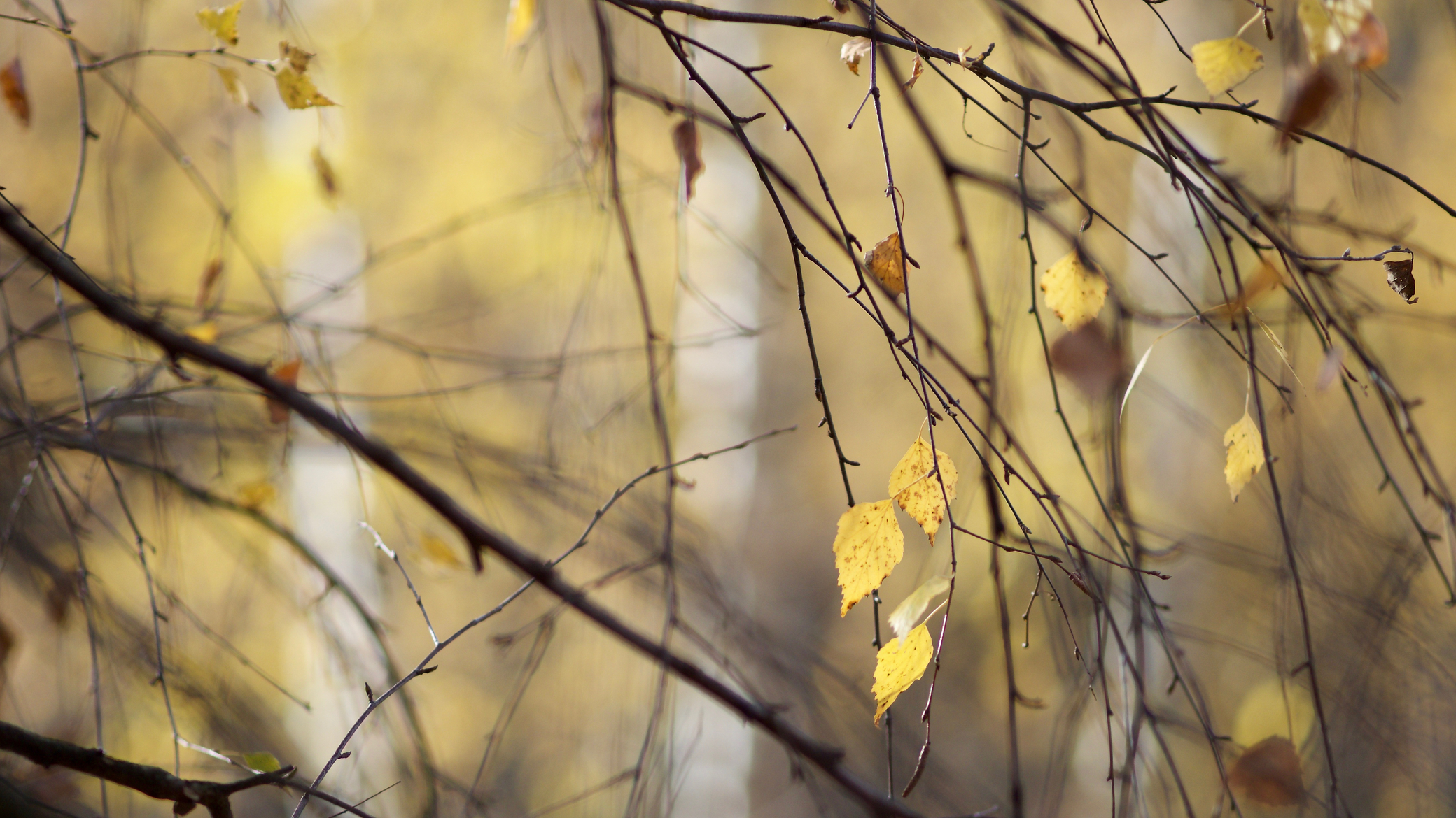 Листья падают, листья падают.