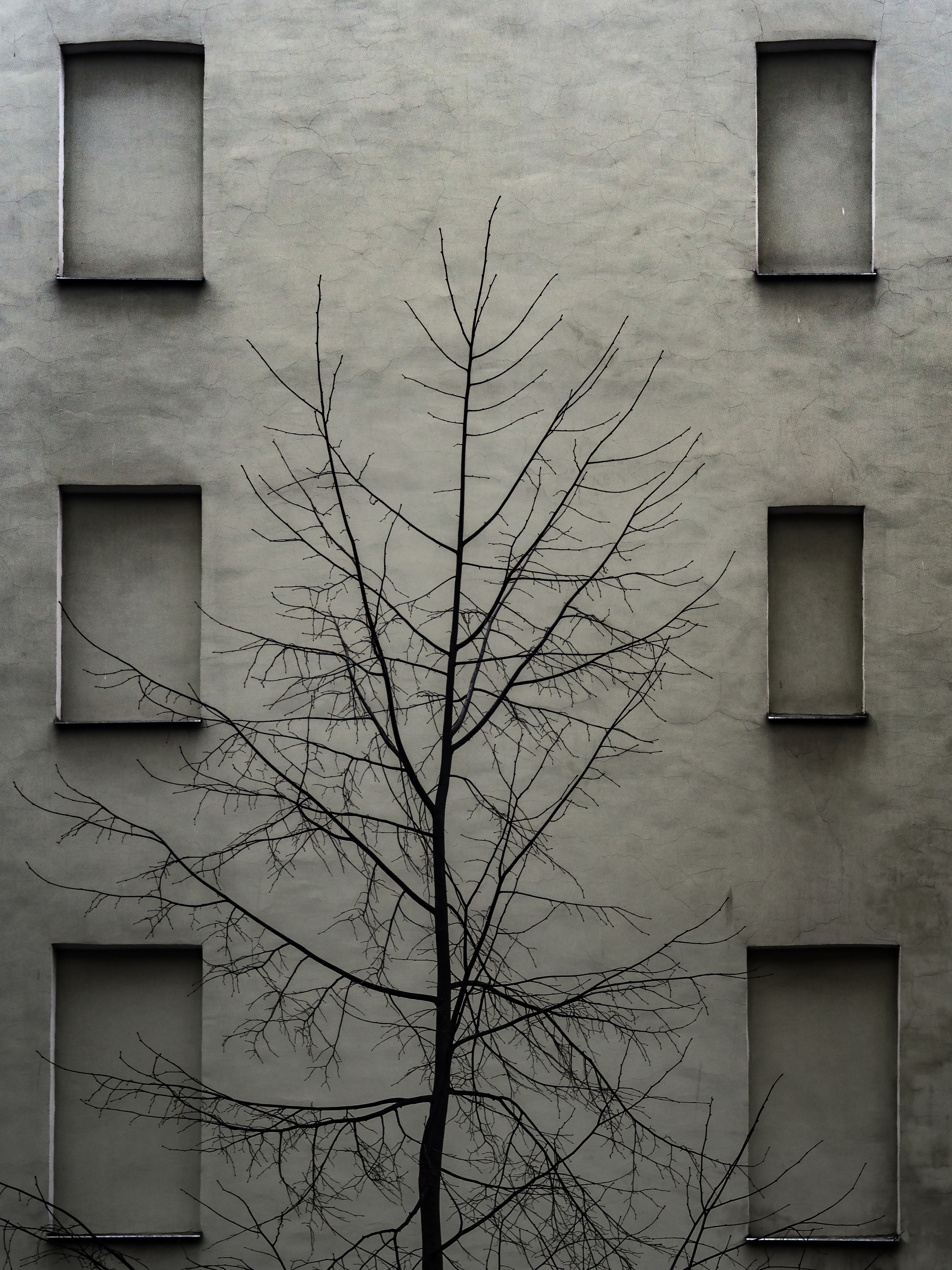 Дерево, целлюлитная стена, и шесть окон, которых нет