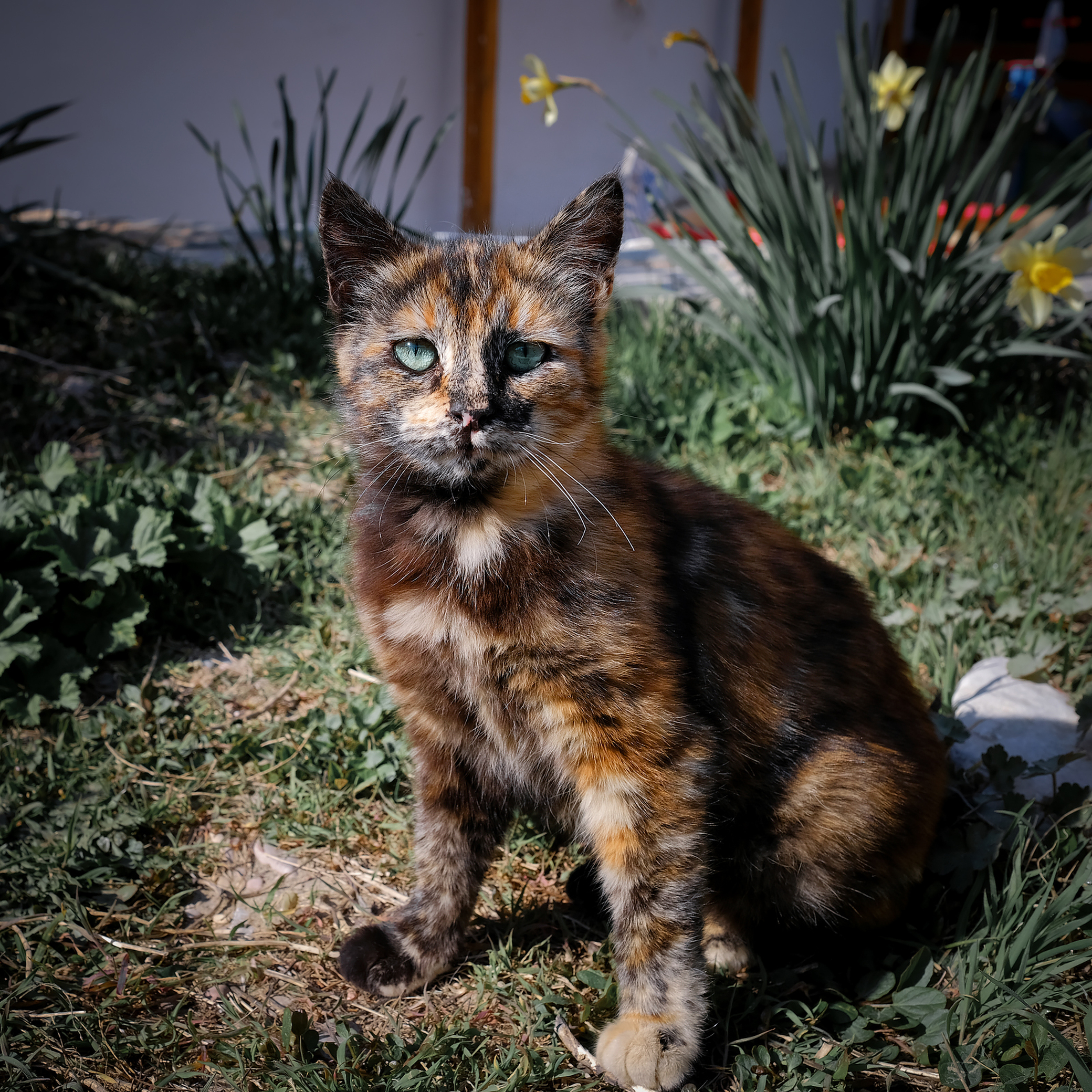 Балаклавский кот