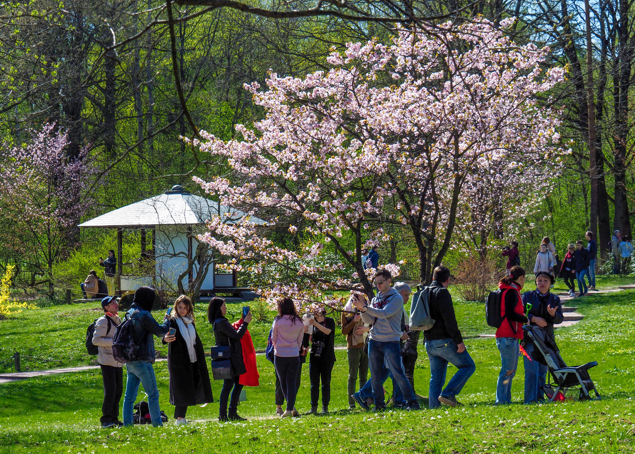 Цветение Сакуры в Японском саду Москвы