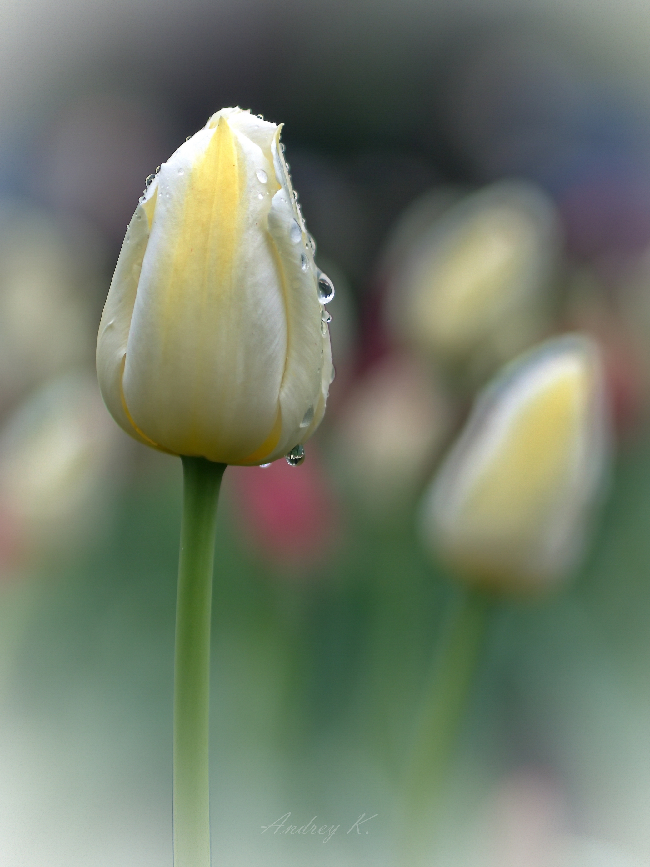 Нежно-сливочные тюльпаны :)
