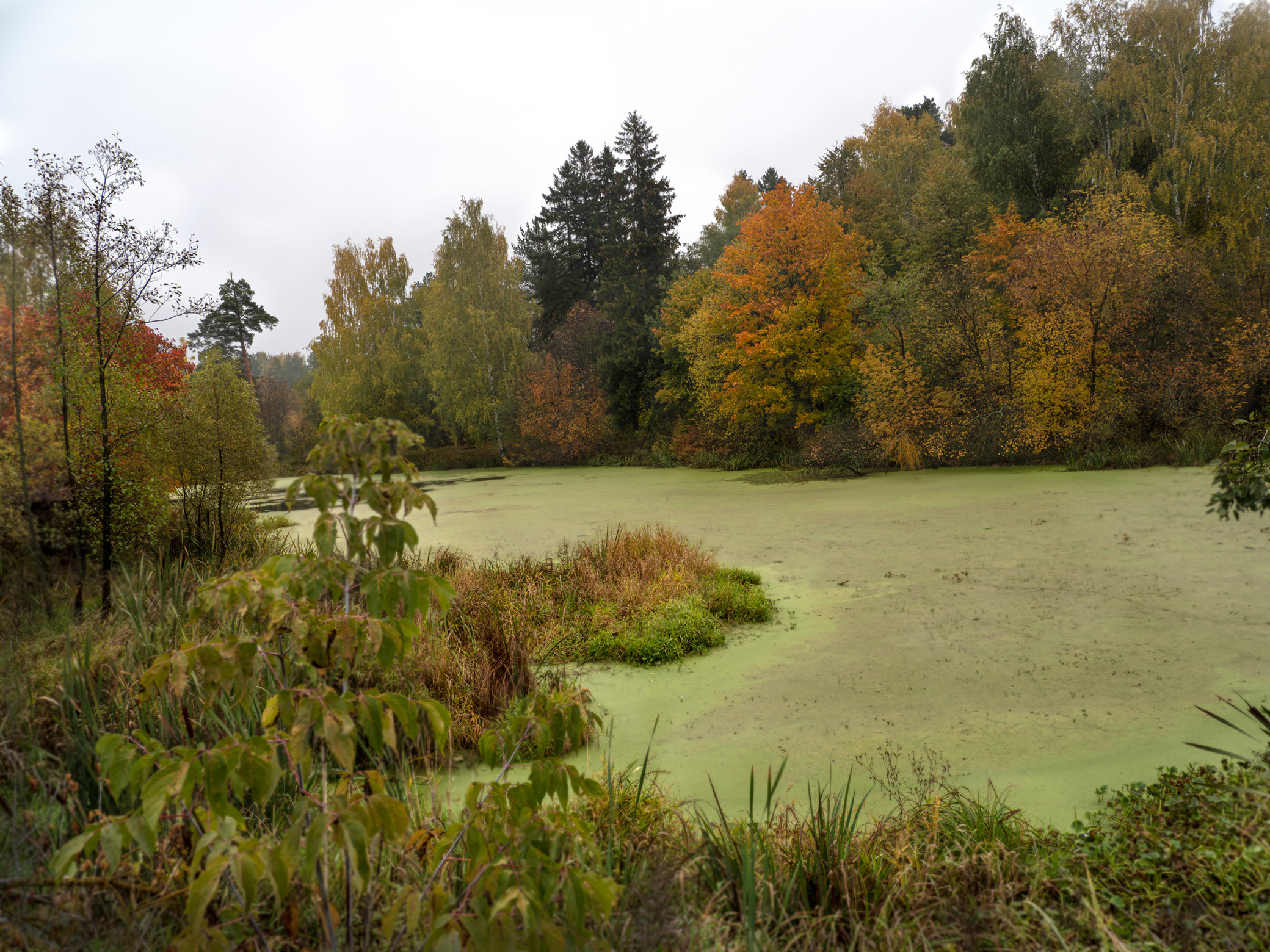 Осенью даже болото красивое.