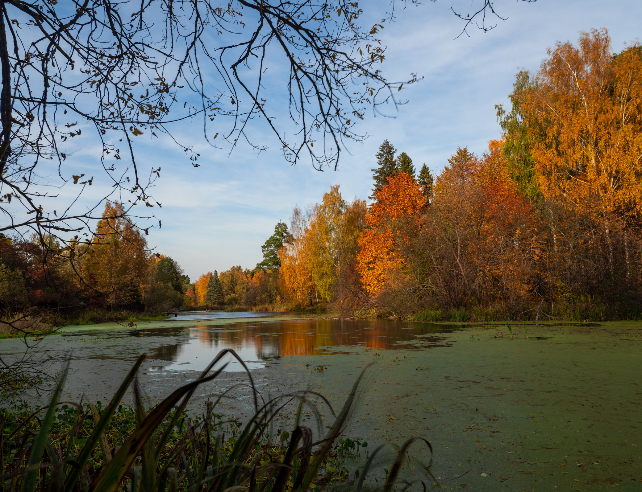 Сумашедшая осень. даже на болоте.