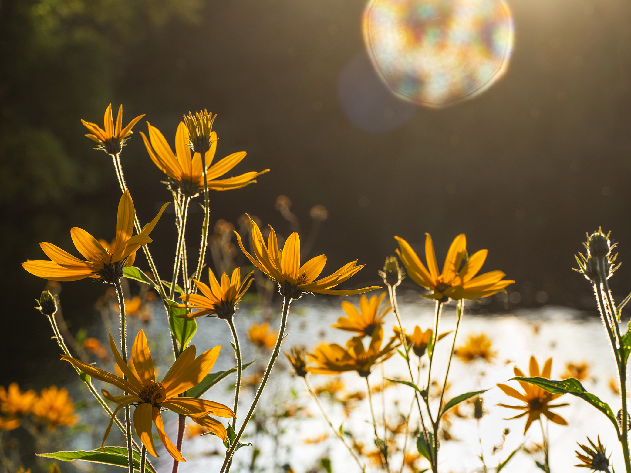 Топинамбур цветы на закате
