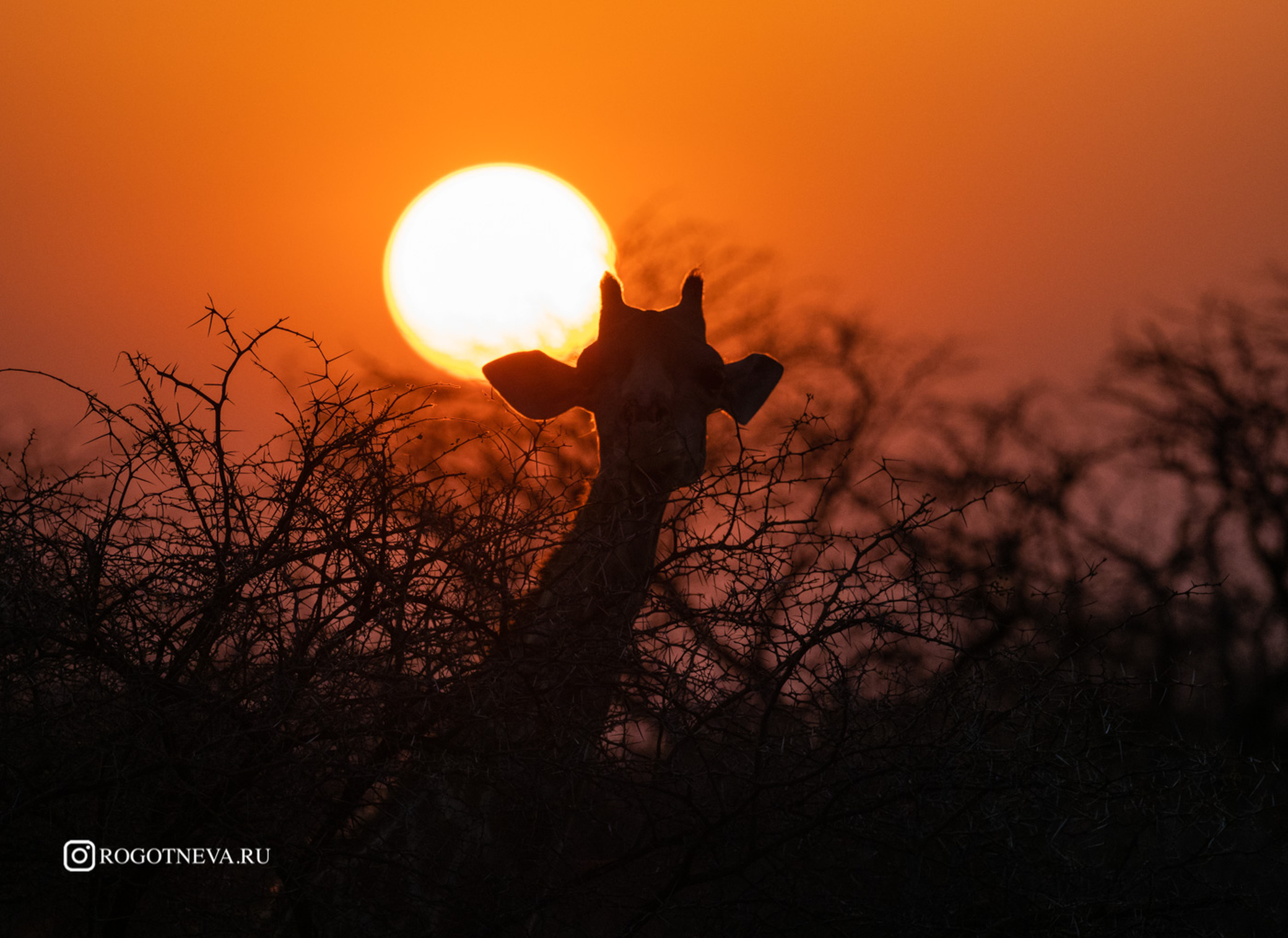 Жираф на восходе