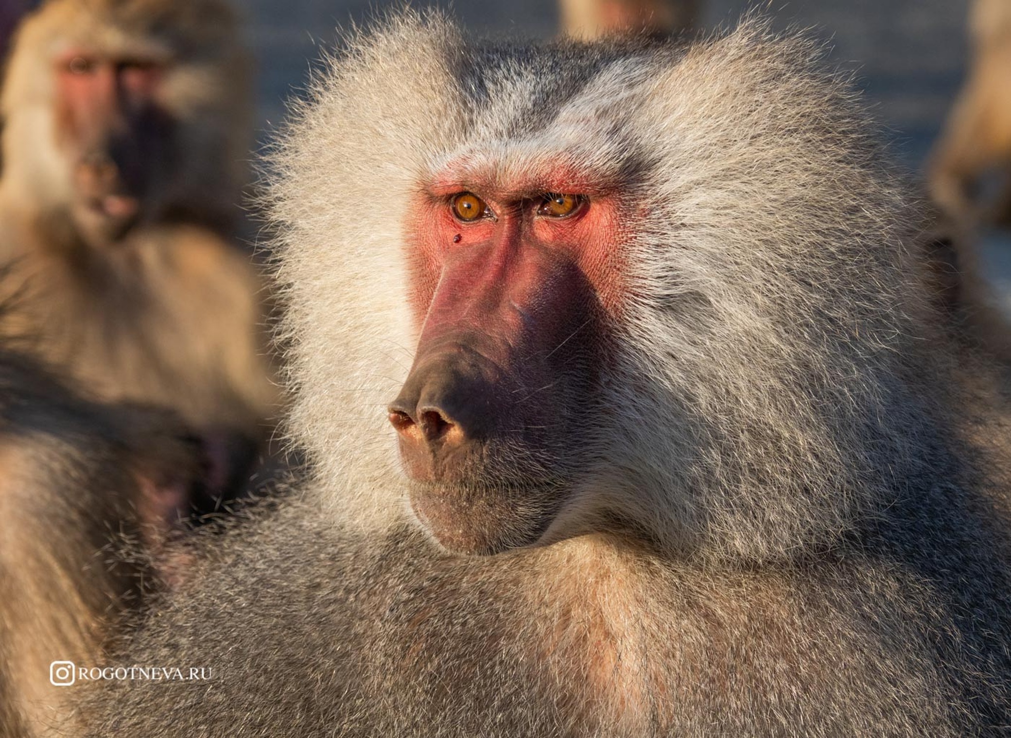 Бабуины на дороге (Эритрея)