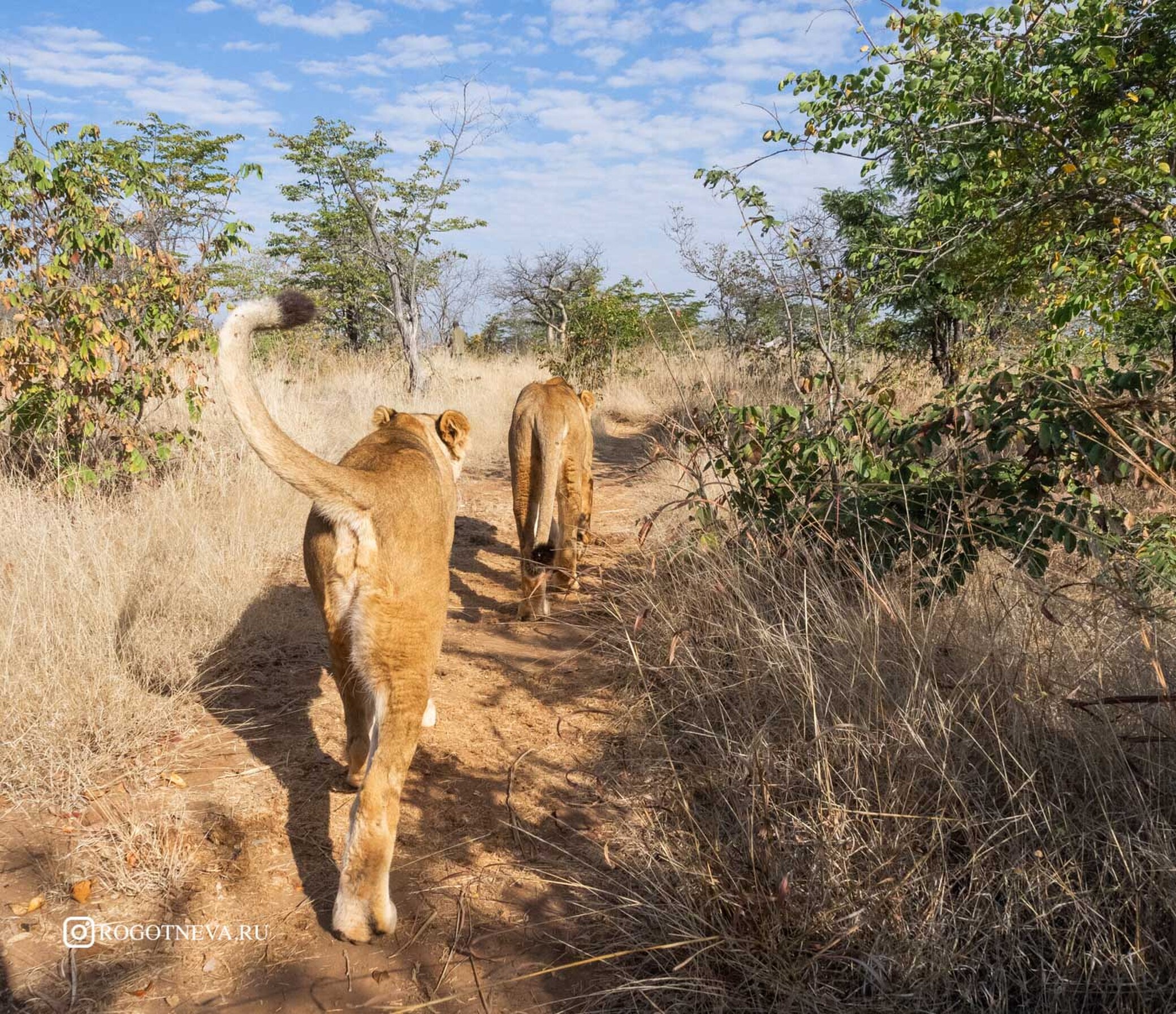 Прогулка со львами -2 ( Замбия)
