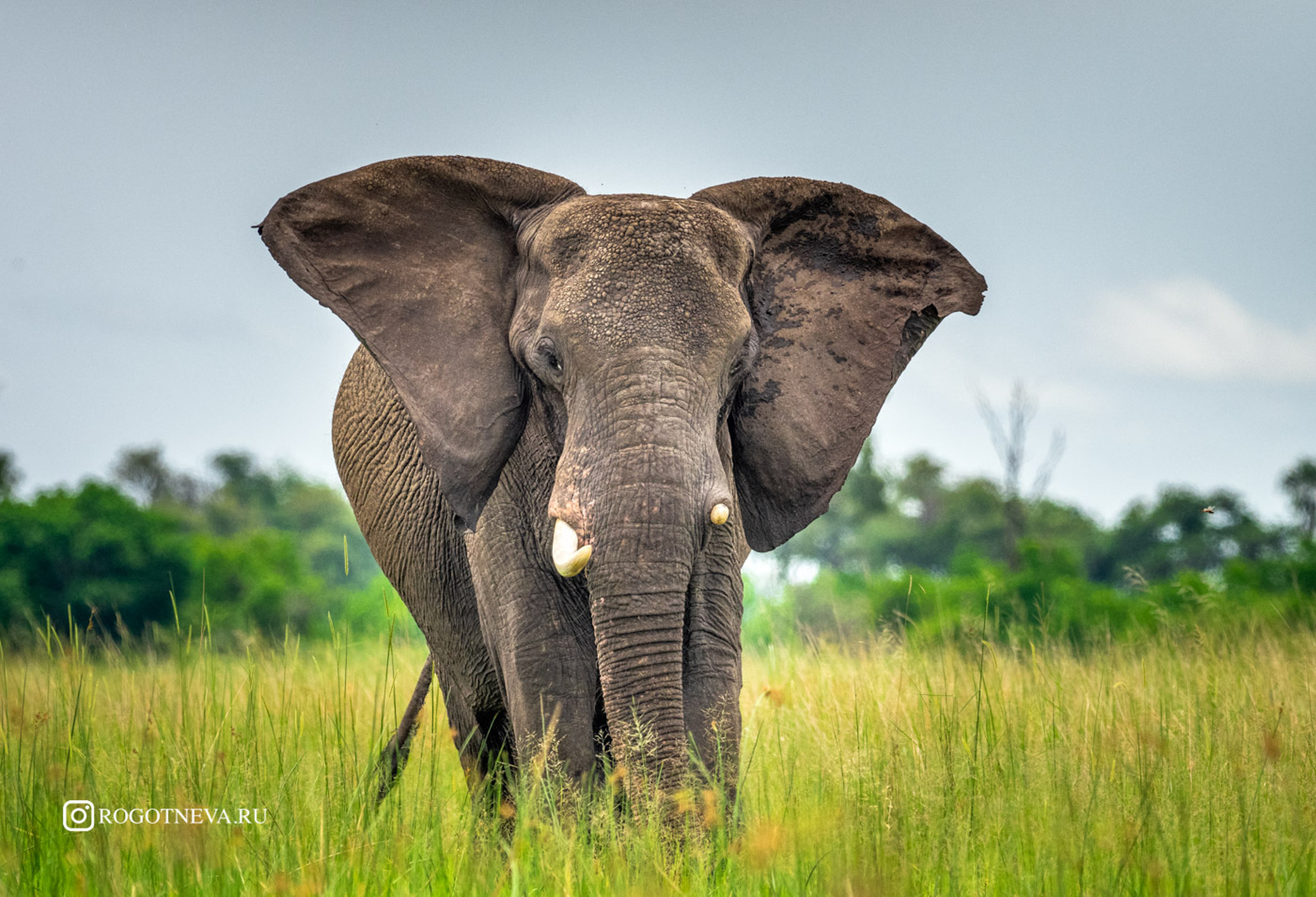 Слон - 3 ( Ботсвана)