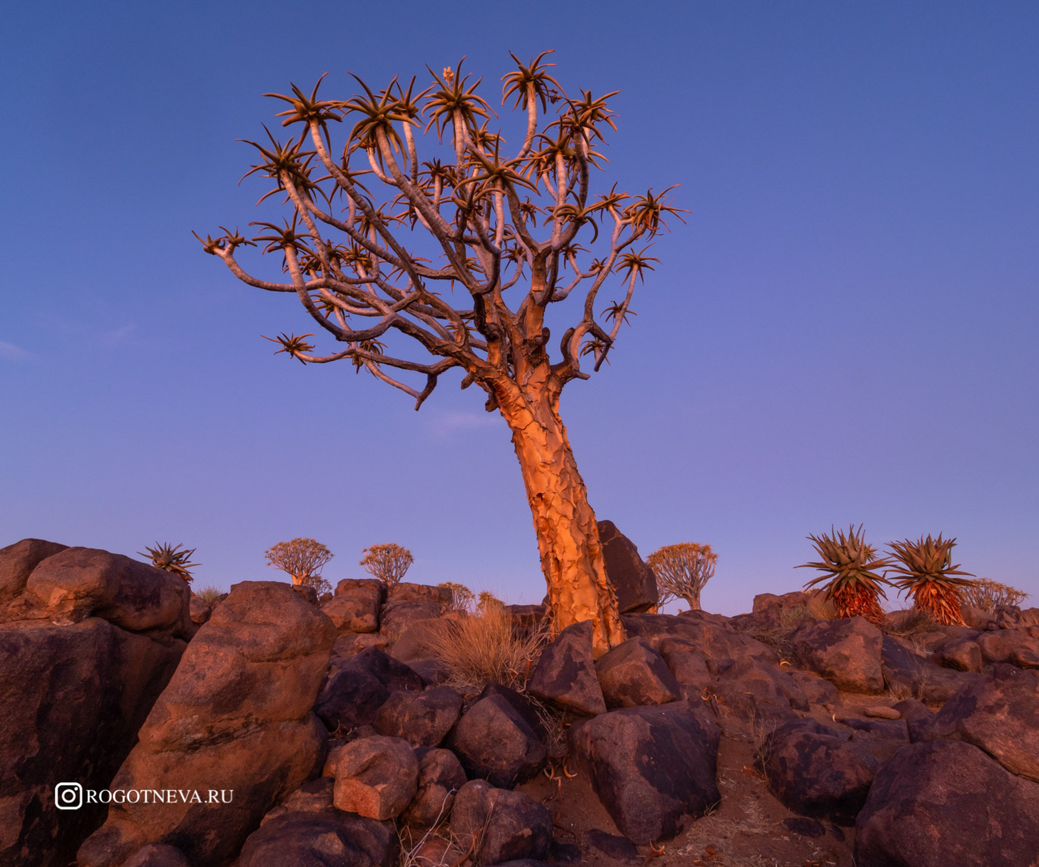 Алоевое дерево ( Намибия)