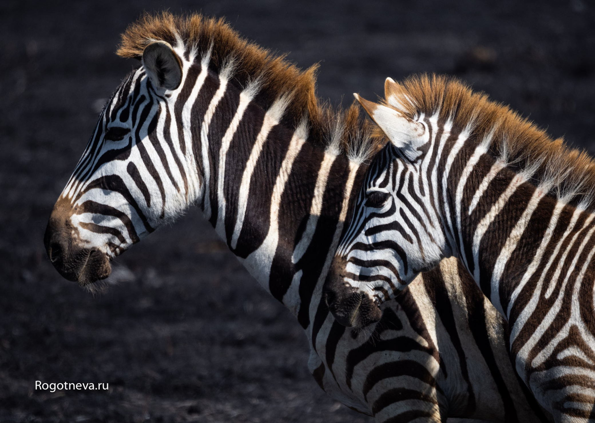 Зебры в парке Нгоронгоро