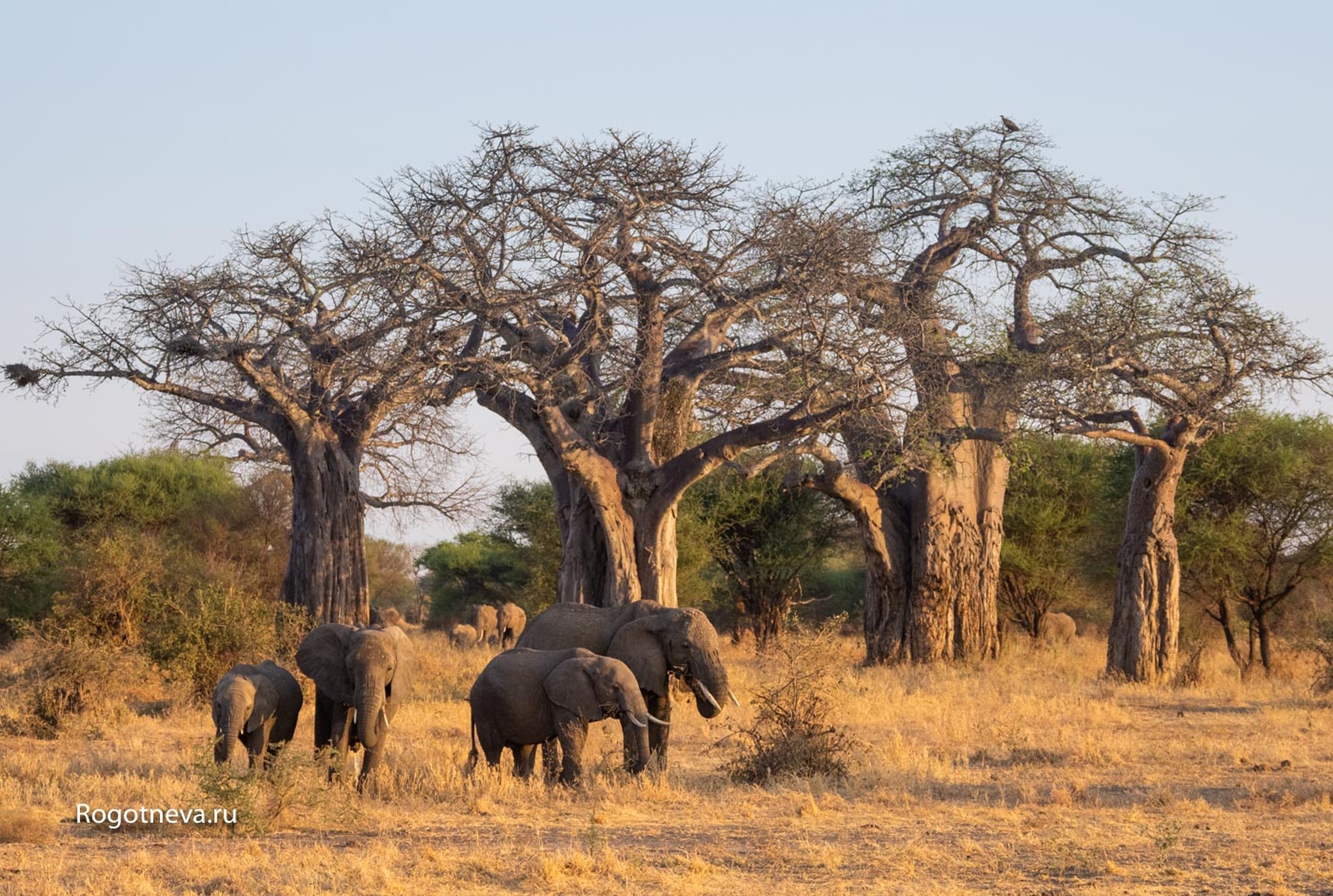Слоны в Парке Тарангири