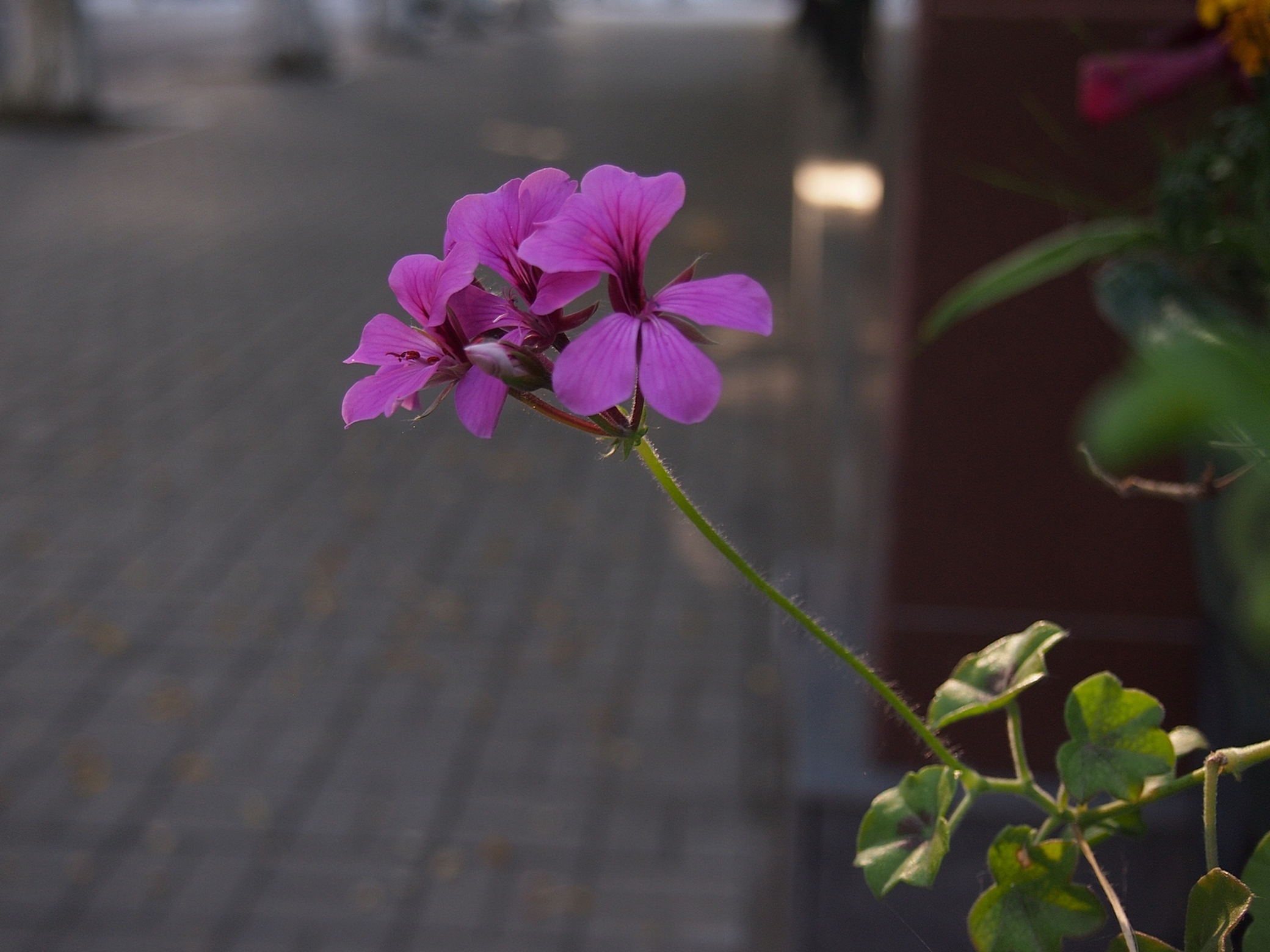 Городской цветок