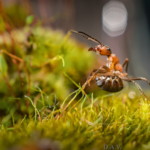 Танцующий муравей