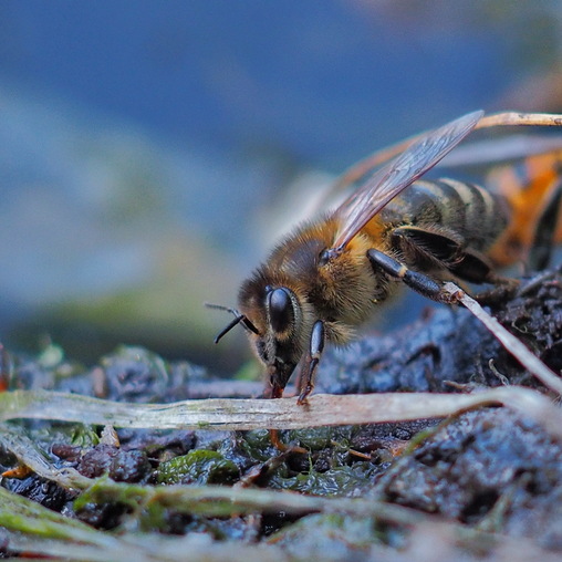 Пчела,копаясь в иле у пруда, смотрела в объектив olympus без труда!