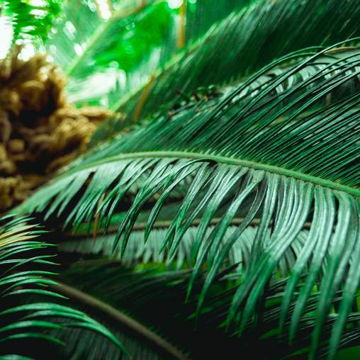 Текстура пальмовых листьев.