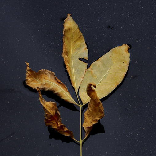 Осень (2)