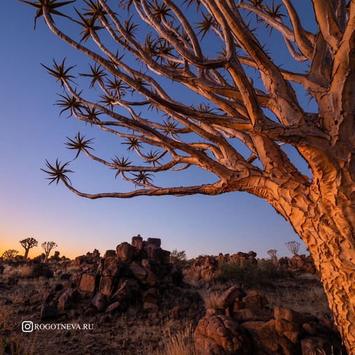 Алоевы деревья Намибии