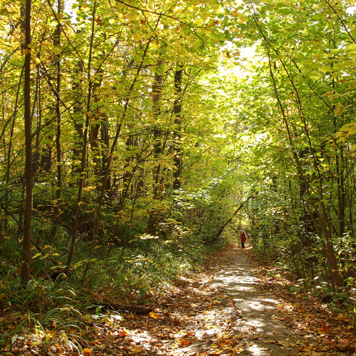 Осенний лес- и тих,и светел.