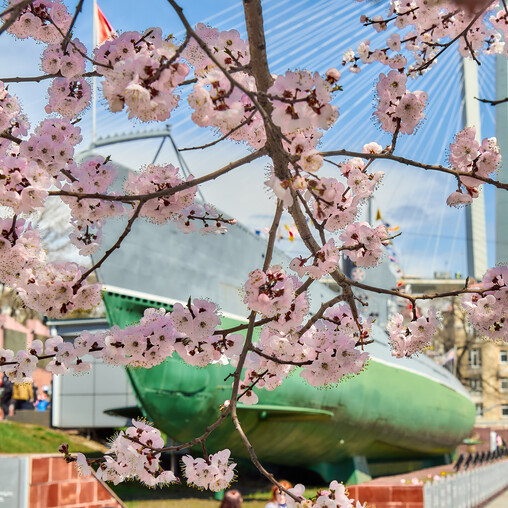 9 мая, день Победы во Владивостоке, день цветения сакуры