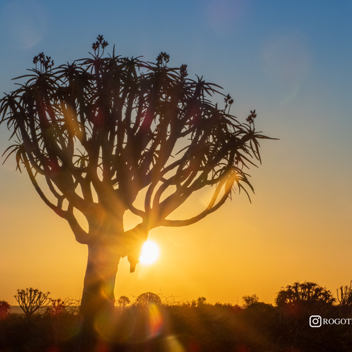 Алоевое дерево в Намибии