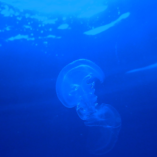 Медуза в Черном море