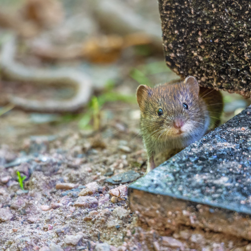 Мышиное любопытство