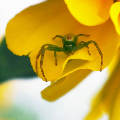 Зелёный паук