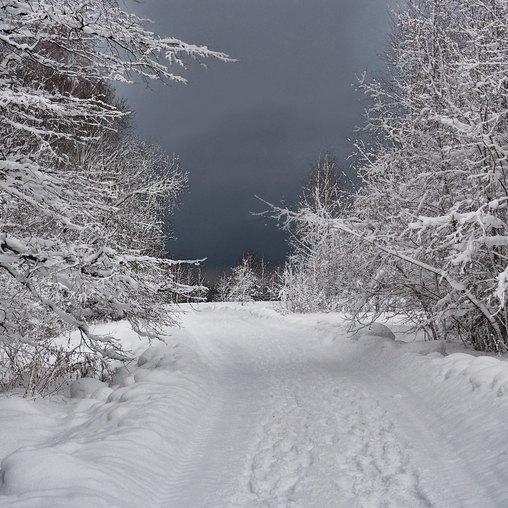 Дорога в лесу после снегопада