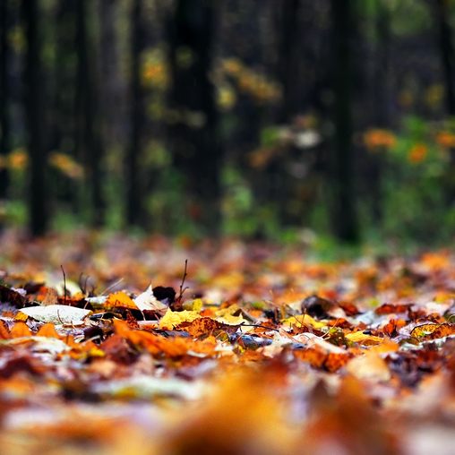Осень в парке Кусково...