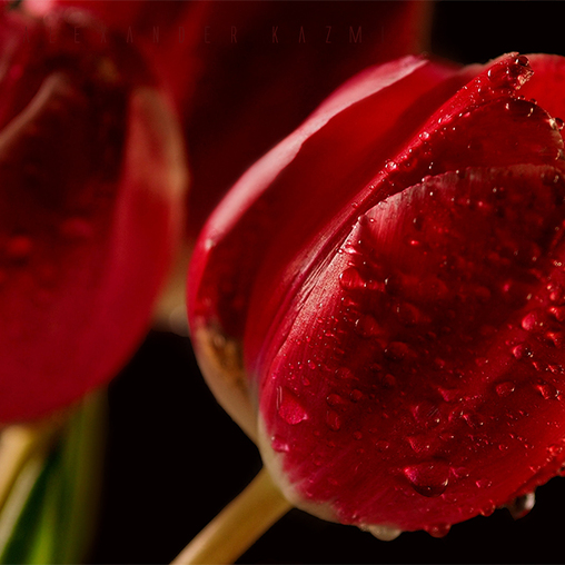 Красные Тюльпаны На Черном