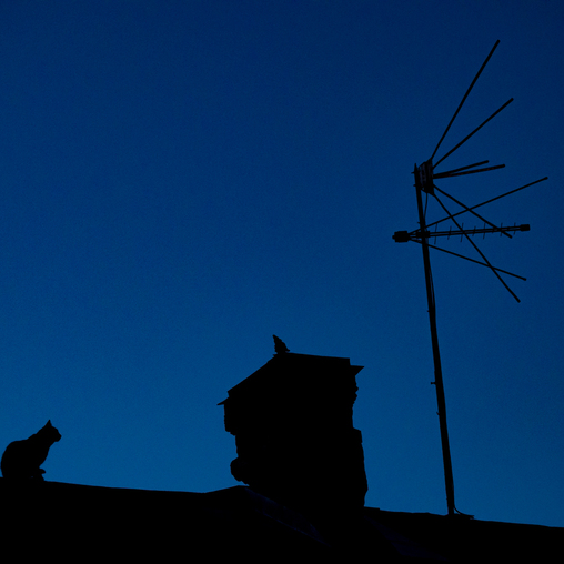 Кошка на крыше