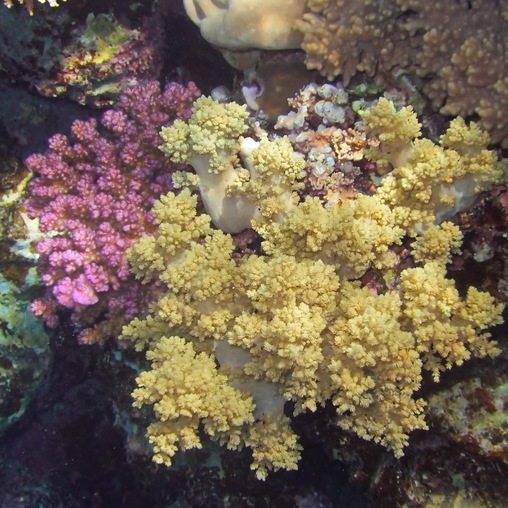 Коралловый профиль с букетом