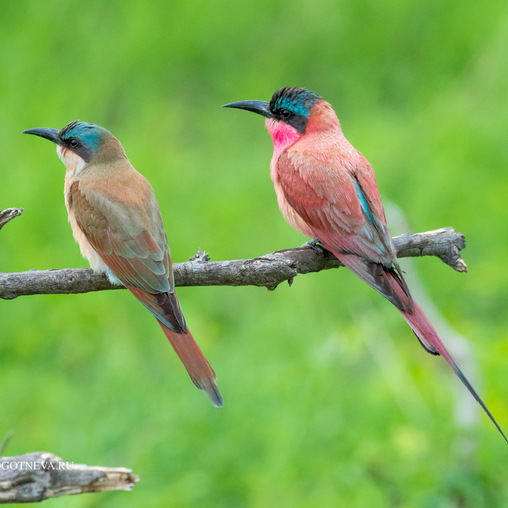 Птицы Ботсваны