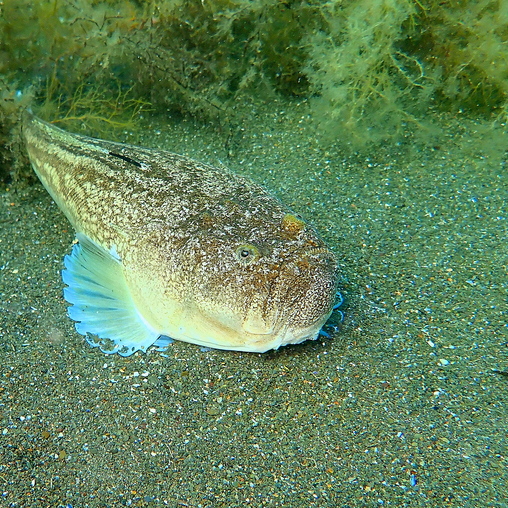 Uranoscopidae, Black Sea
