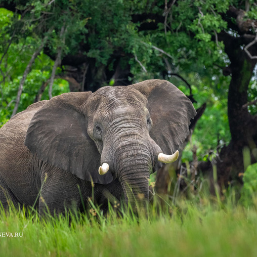 Слон ( Ботсвана)