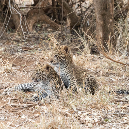 Малыши леопарды