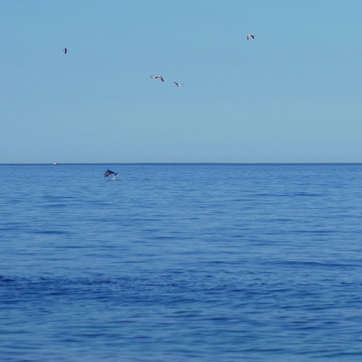 Игривый дельфинчик, Крым