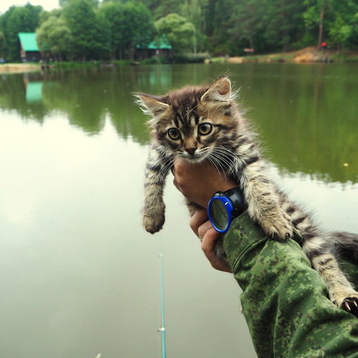 котейка на рыбалке