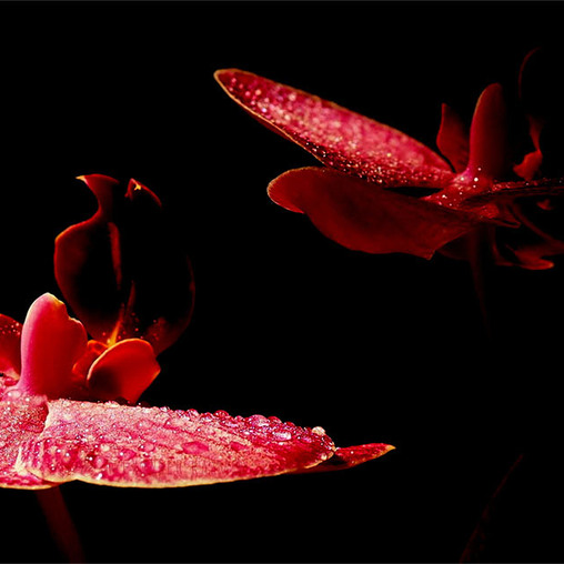 Красные Орхидеи В Ночи Red Orchids In The Night
