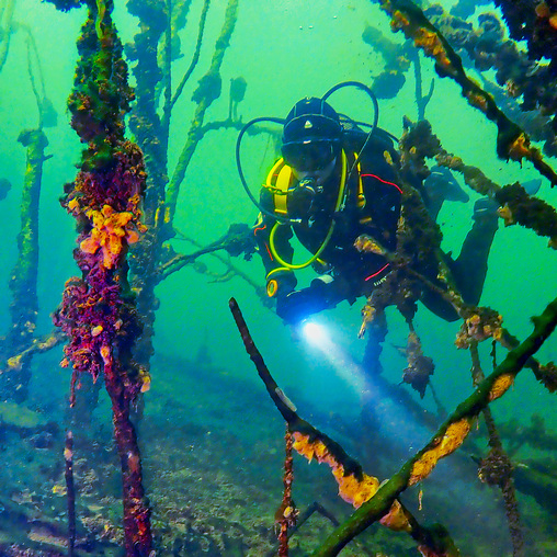 В подводном лесу