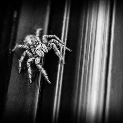 Критский паук.